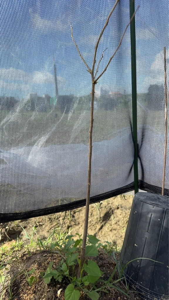 7-1 號實生苗細長的枝條,罩在遮光網內