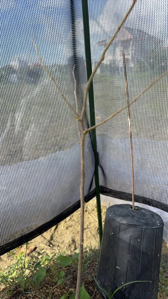 7-1 號實生苗枝條近照,旁邊倒放著黑色育苗盆