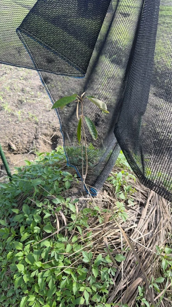 7-2 號實生苗在遮光網邊長出幾片綠葉