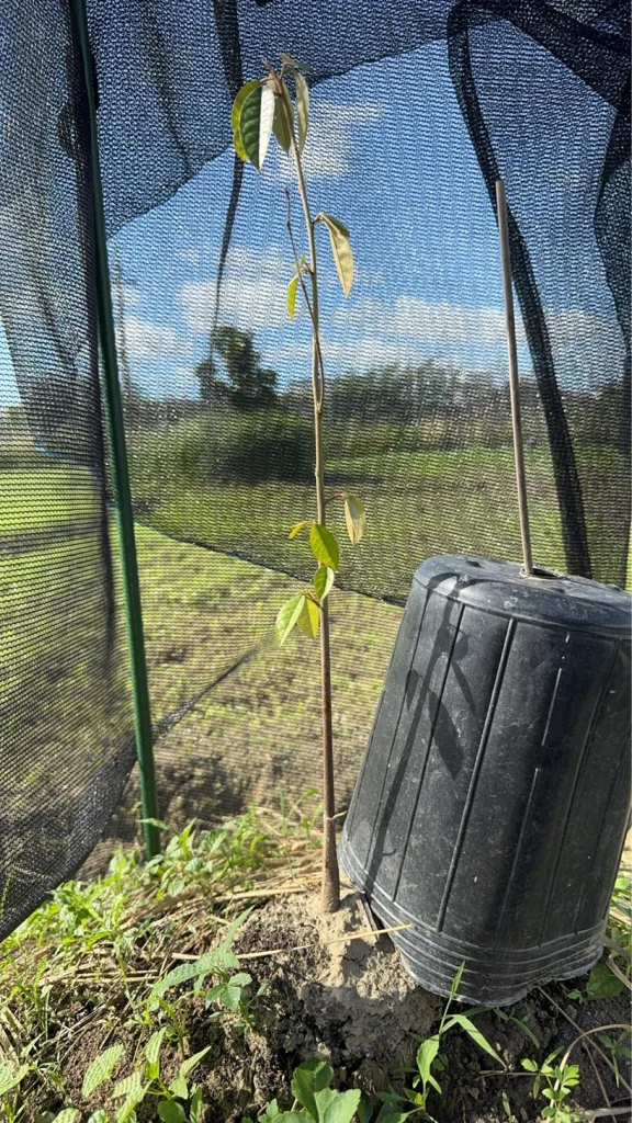 8-1 號實生苗細莖上長著綠葉,旁邊是黑色育苗盆