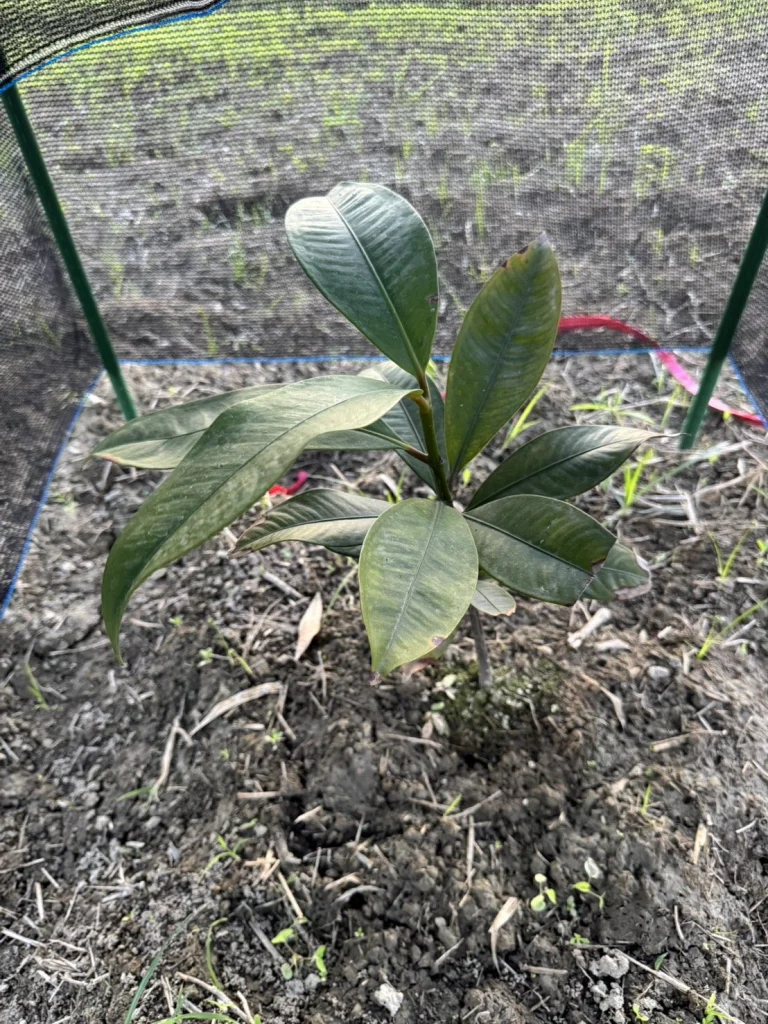 在網室裡長出新葉的果樹苗