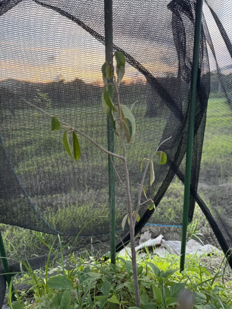 6-1 號黑刺實生苗,背景是黃昏的天空