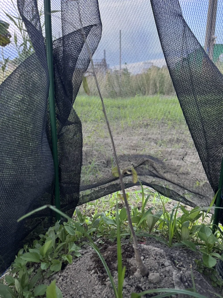 6-3 號實生苗細莖冒出小芽,基部覆土