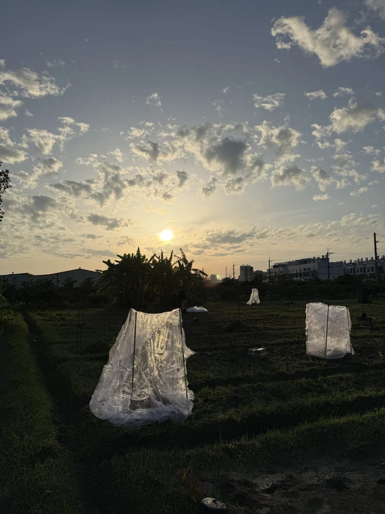 夕陽下的果園,幼苗罩著透明防寒罩