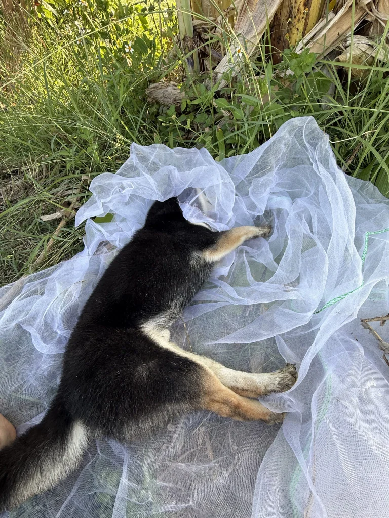 貢糖側躺在鋪在草地上的白色紗網上