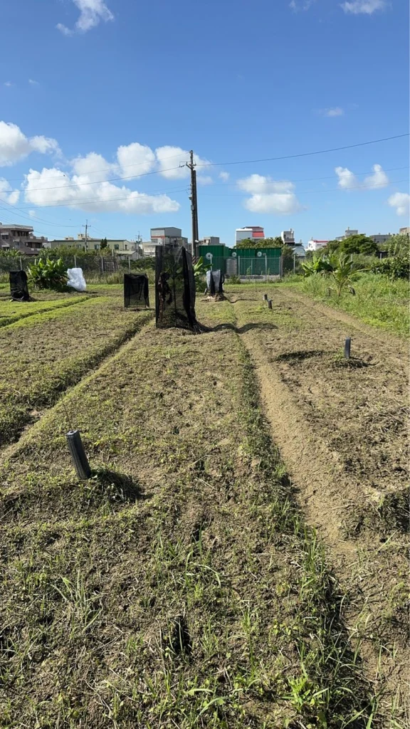 第四排:田間幾株幼苗罩著黑色遮光網,背景是民宅