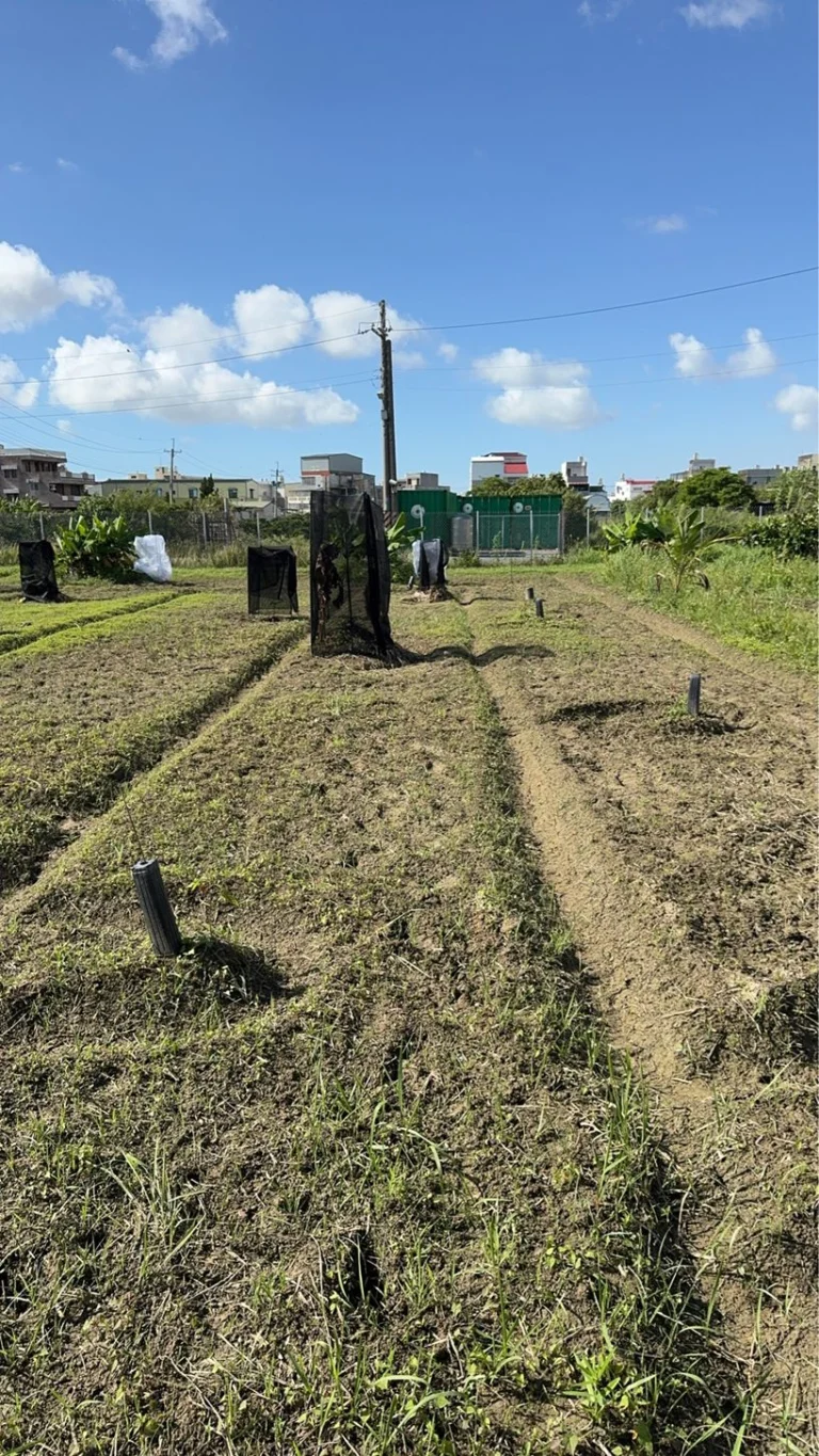 第四排：田間幾株幼苗罩著黑色遮光網，背景是民宅