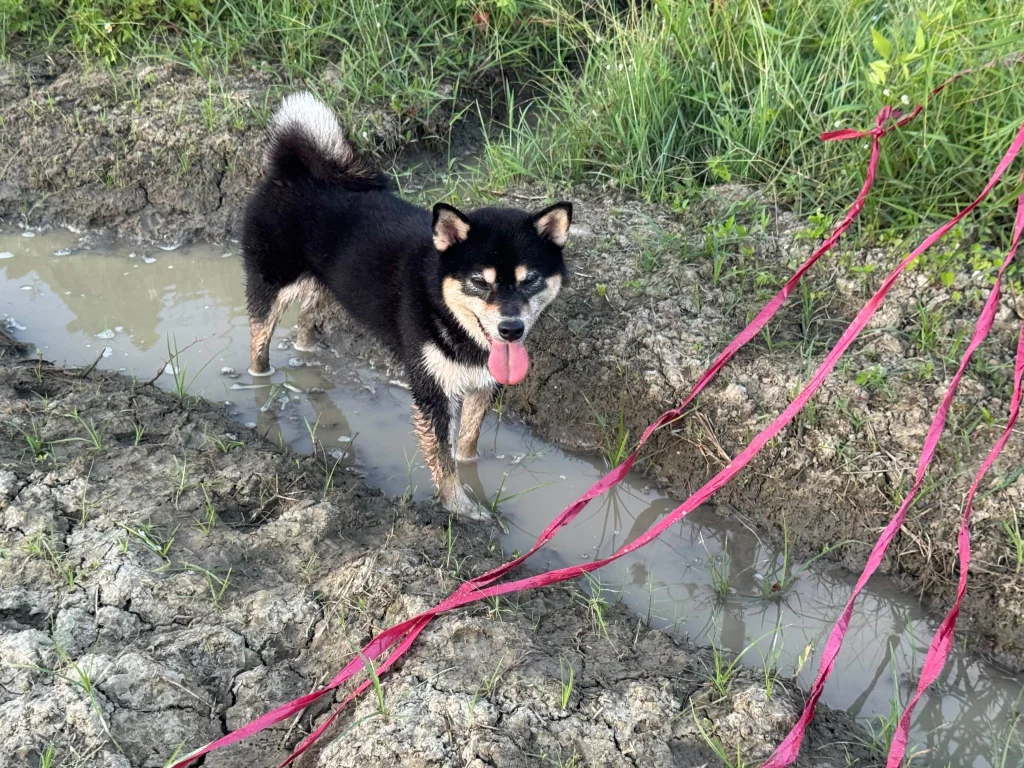 黑柴犬貢糖站在田溝的積水裡吐舌頭