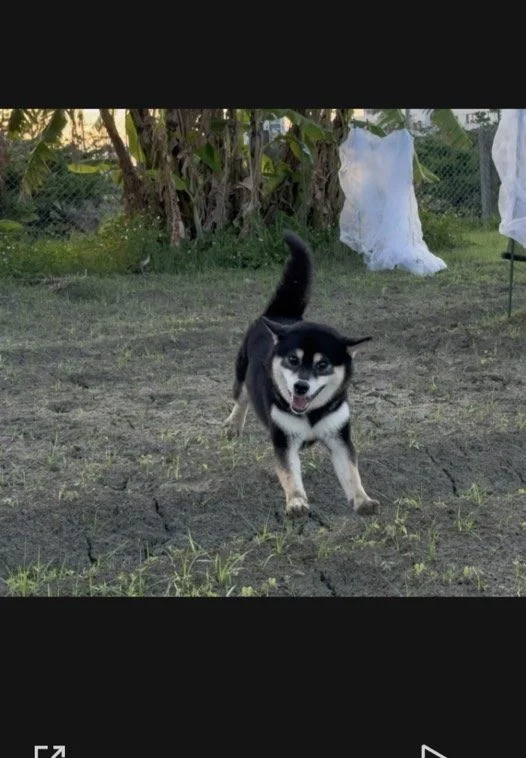 黑柴犬貢糖在果園空地上朝鏡頭跑來
